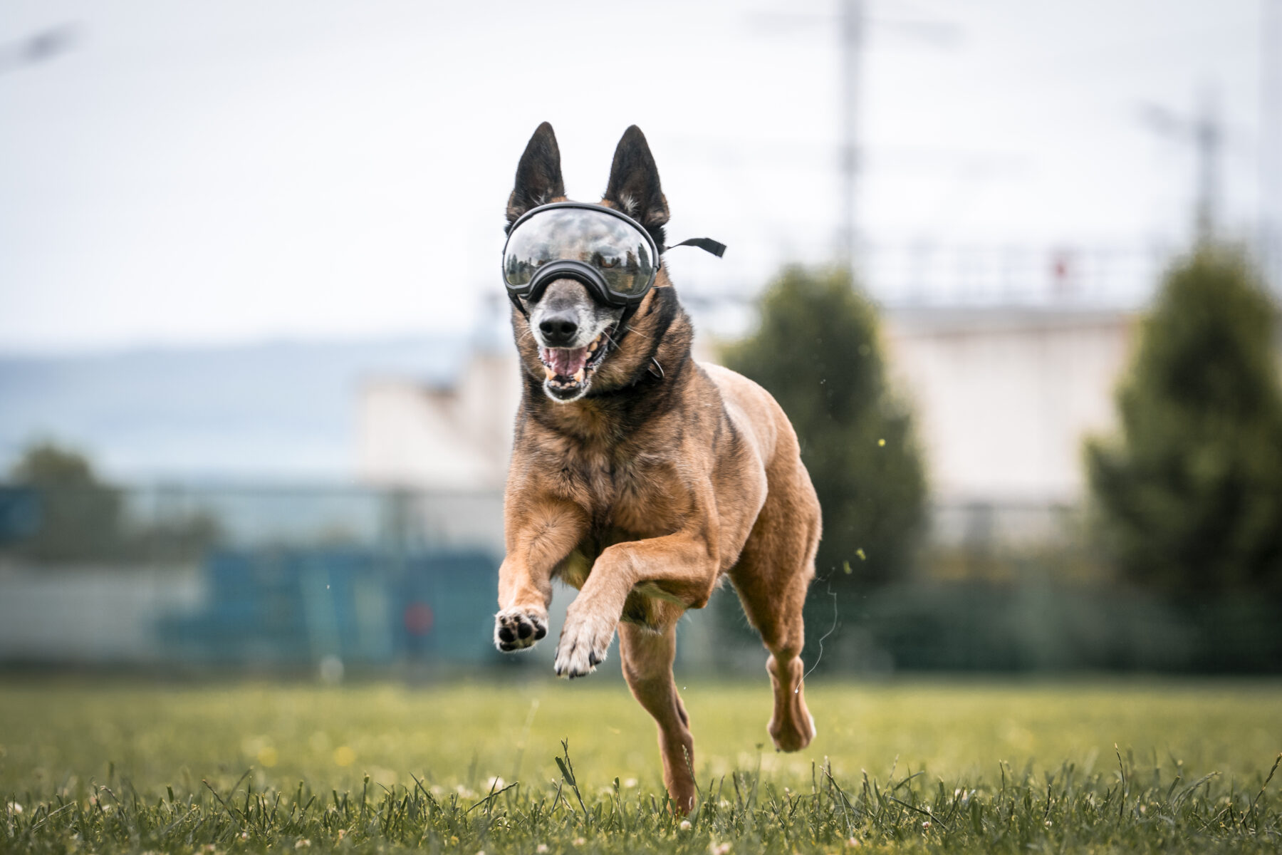 Hunderennen Weinheim 2025